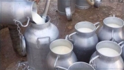  اتحاد الفلاحة يُطالب بزيادة عاجلة في سعر قبول الحليب عند الفلاح