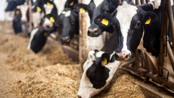 التخفيض في أسعار الأعلاف المركبة الموجّهة للأبقار الحلوب