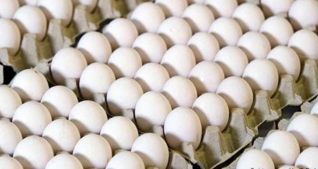 ارتفاع إنتاج البيض في شهر جانفي