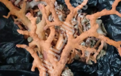 طبرقة : حجز كمية من المرجان مخفية بأحد المنازل