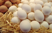 جمعية مُنتجي بيض الاستهلاك تُحذّر من بيض مُهرّب من الجزائر