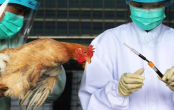 أخطر من كوفيد 19: الصحة العالمية تتخوف من تفشي إنفلونزا الطيور بين البشر