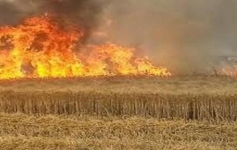 سليانة: السيطرة على حريق نشب بأرض زراعية بمنطقة قعفور