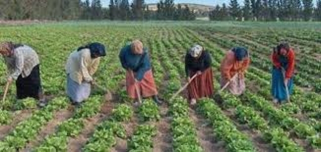 إجراءات مرتقبة لحماية العاملات الريفيات
