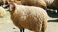 رئيس اتحاد الفلاحة بسوسة: من المتوقّع تراجع أسعار علوش العيد نسبياًّ