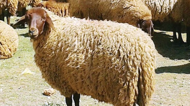 رئيس اتحاد الفلاحة بسوسة: من المتوقّع تراجع أسعار علوش العيد نسبياًّ