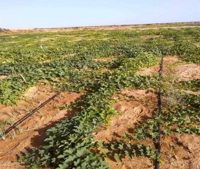 وزارة الفلاحة: الشروع في توزيع حصص الري على المناطق السقوية العمومية
