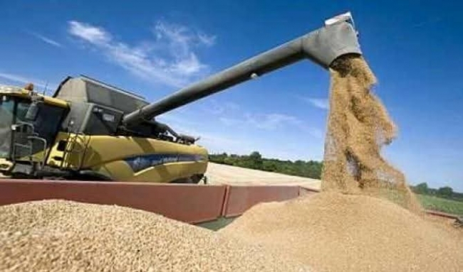 ديوان الحبوب يُعلن عن انطلاق خلاص مستحقات مزارعي الحبوب بولاية القيروان وسيدي بوزيد وزغوان
