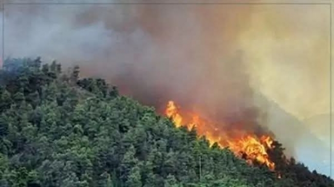 زغوان: السيطرة بنسبة 95 بالمائة على حريق المنطقة الغابية تليل الصالحي ـ الدبيديبة بالفحص