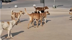 بلدية الزهراء تشرع في تنفيذ حملة مكثفة لقنص الكلاب السائبة