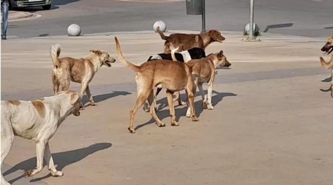 بلدية الزهراء تشرع في تنفيذ حملة مكثفة لقنص الكلاب السائبة