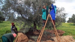 جندوبة تستهل موسم جني الزيتون وسط توقعات بصابة تُقدّر بـ14.700 طن