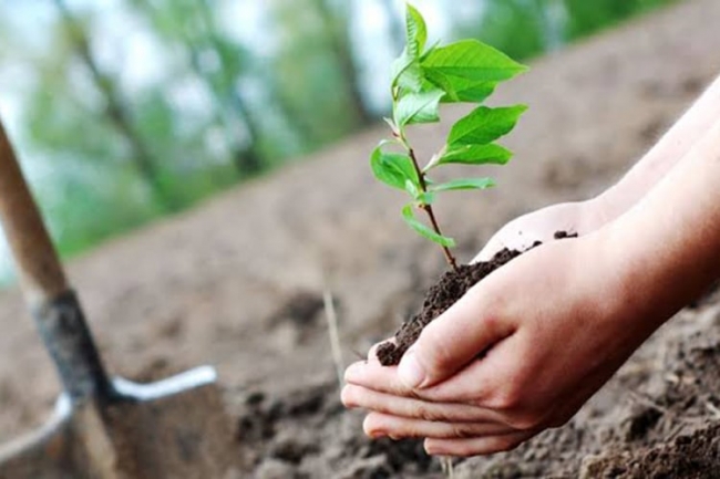 وزير البيئة: تونس ستنطلق سنة 2026 في إنجاز الحزام الأخضر