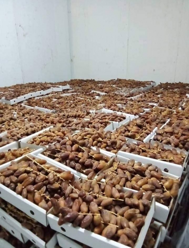موسم واعد للتمور ودقلة النور تُمثل أكثر من 80 بالمائة من الإنتاج الوطني