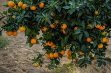 الإعلان عن إجراءات استثنائية لنقل وتوزيع صابة التمور والتفاح والقوارص والرمان والزيتون