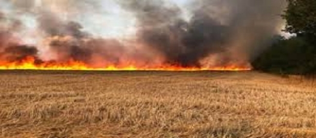 سلسلة الحرائق تستمر: محاولات لإخماد حريقين في منطقة غابية بقربص من ولاية نابل و في حقل حبوب من معتمدية قربة