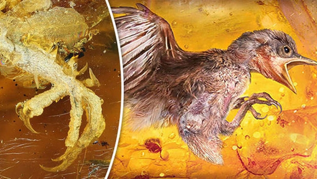 علماء صينيون وأجانب يكتشفون أحفورة طيور قديمة من الكهرمان ترجع إلى حوالي 100 مليون سنة