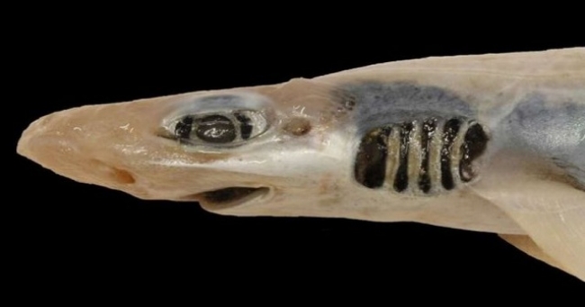 إكتشاف سمكة قرش مخيفة بدون جلد أو أسنان في المياه المحيطة بسردينيا